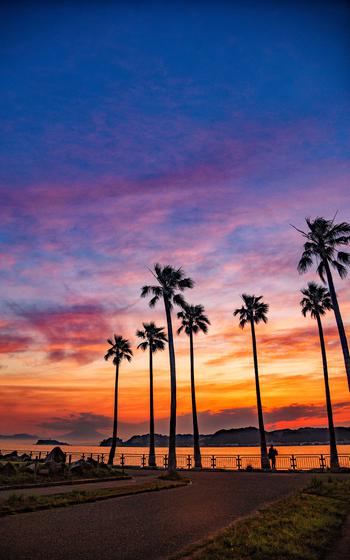 Sunset and palm trees at Zushi Marina